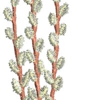 Decorative Thumbnail